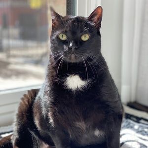 Meet your Posher, Allie